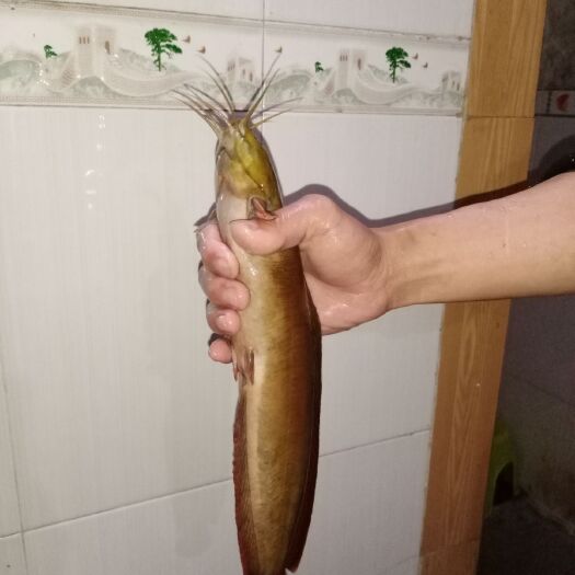 桂平市 正宗三黄塘鲺鱼，无腥臭味，味甜肉实！