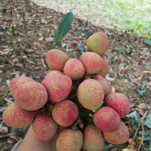 灵山县 广西灵山三月红荔枝一件代发