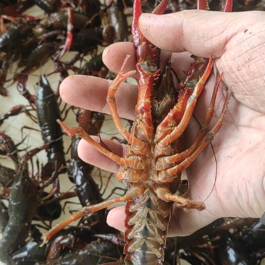 黄梅县 小龙虾批发