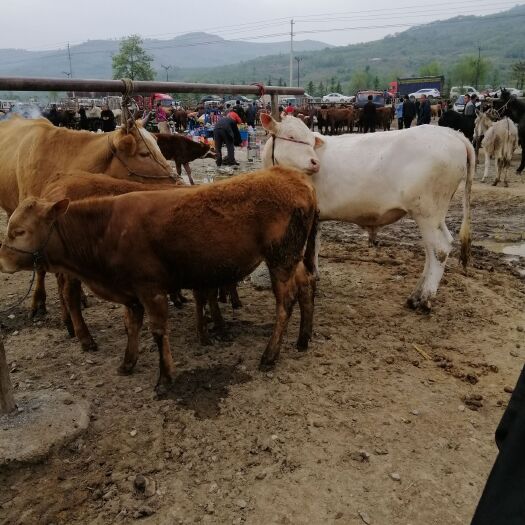 肉牛 货真价实，有想法联系我