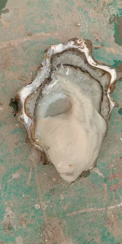 长海县 大连太平洋牡蛎