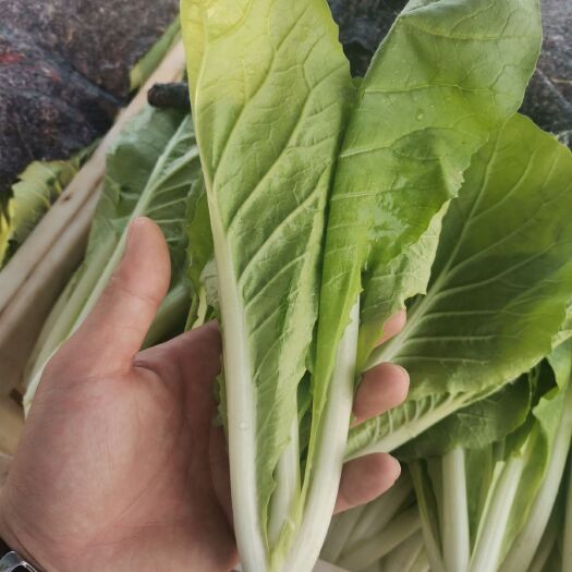 曹县 小白菜  青菜  上海青小油菜