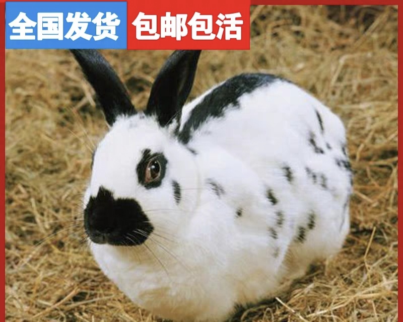 高州市肉兔  兔子可以长到10斤15斤左右，包邮下单买兔苗送兔粮送