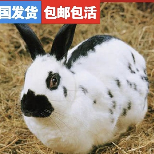 肉兔  兔子可以长到10斤15斤左右，包邮下单买兔苗送兔粮送