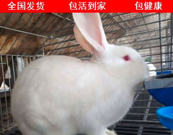 肉兔  兔子可以长到10斤15斤左右，包邮下单买兔苗送兔粮送