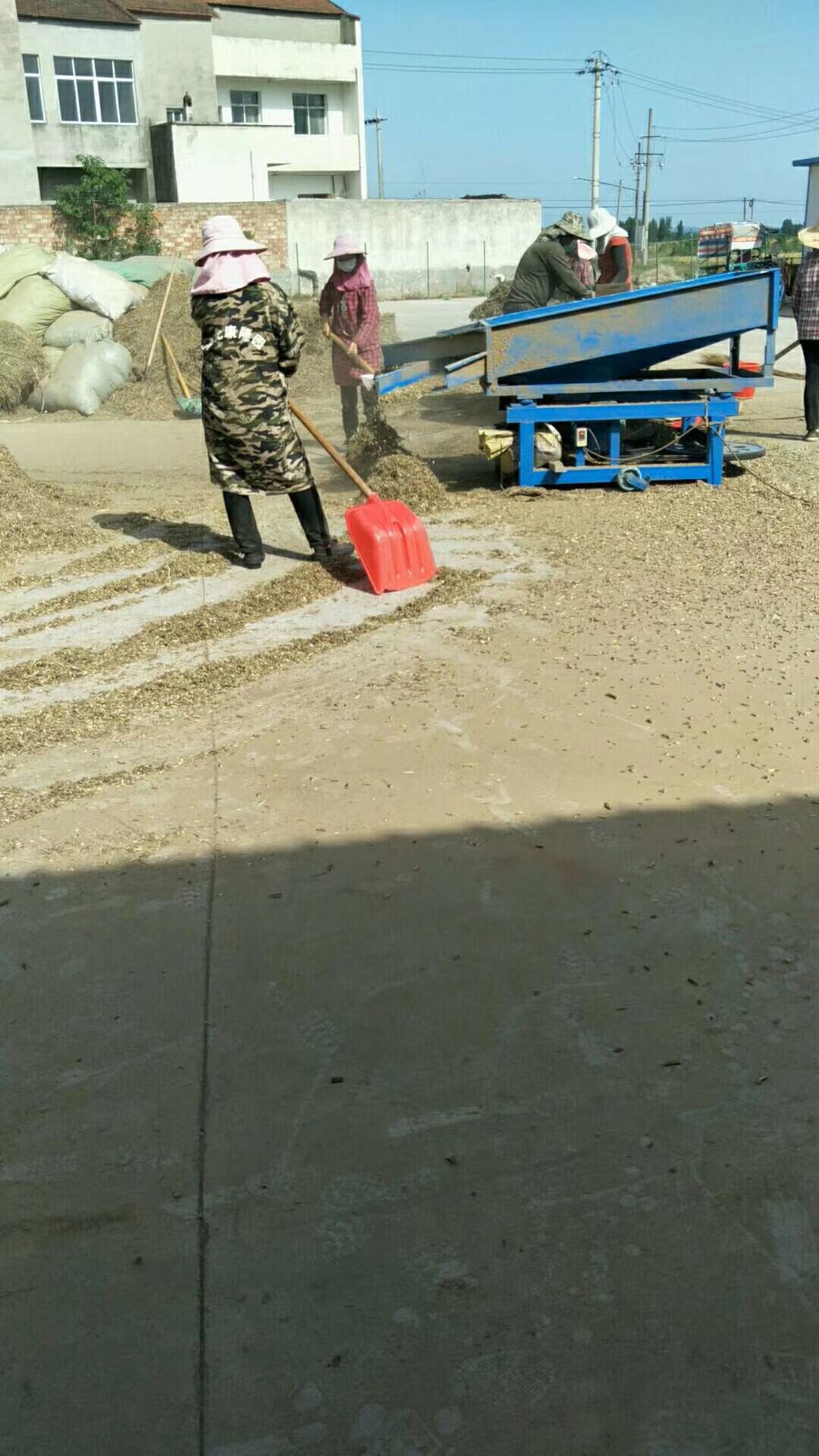  大量供应全棵艾