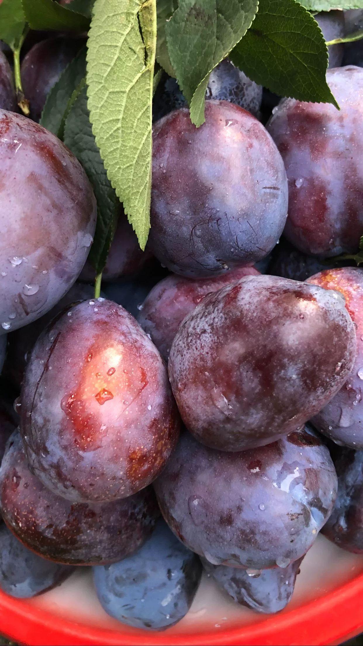  法兰西蓝蜜女神李子树苗南北方种植 当年结果