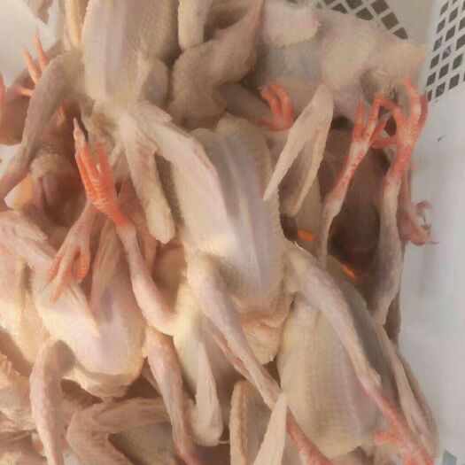 襄樊肉鸽肉 大量出售白羽乳鸽