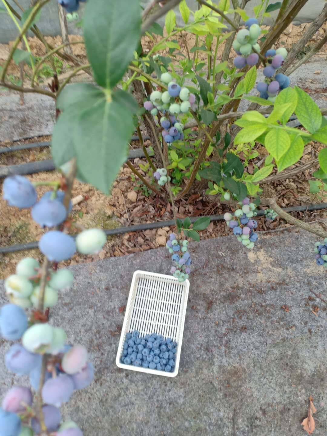  大棚蓝莓出售，二斤包邮。