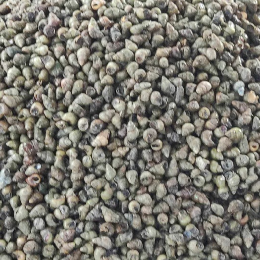 鱼台县石螺 微山湖淡水青红大薄皮，当天现货，大量供应