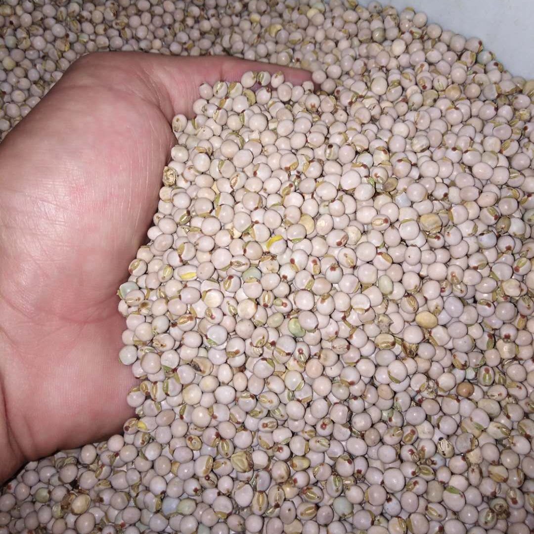 木豆叶 木豆 种子 观音豆 柳豆 树豆 鸽豆 黄树豆