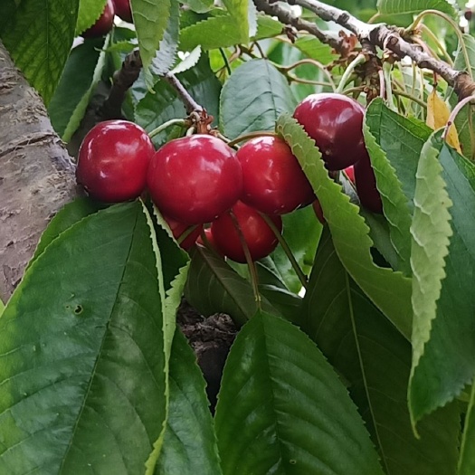 平邑县红灯樱桃 红灯，早大果，美早