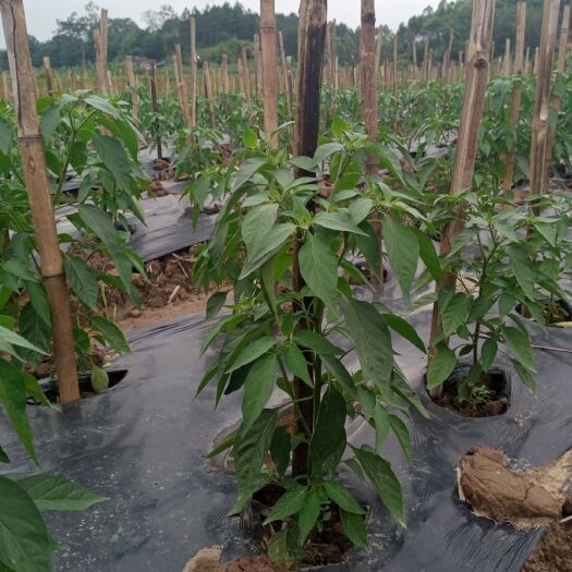 贺州 6月半大量朝天椒映山红！长期有货欢迎订购！