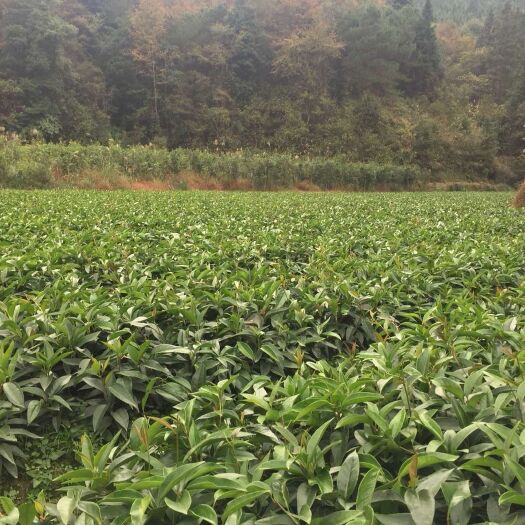 靖州县黑老虎