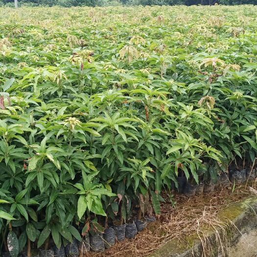 百色 本人出售芒果苗，台农一号，贵妃金煌