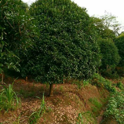 宜昌黄金桂花树