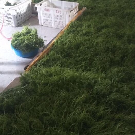 安顺佛手瓜苗 特色农产品蔬菜