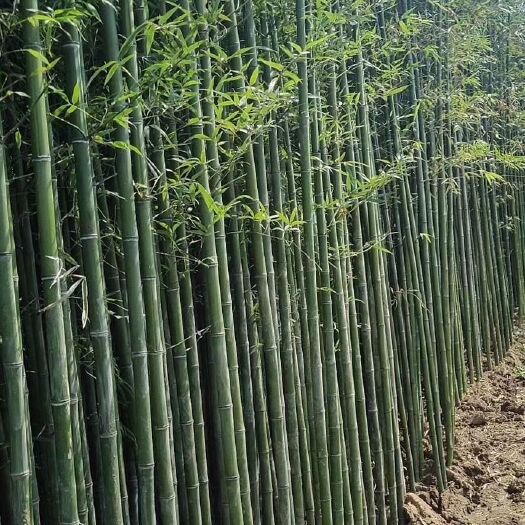 沭阳县 基地大量供应竹子竹苗  源头直销