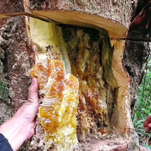  云南香格里拉海拔3000多的纯蜂蜜，
