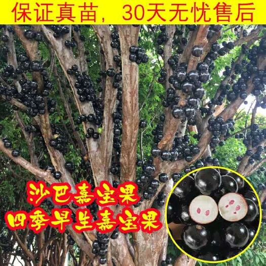 灵山县 嘉宝果苗正宗嘉宝果树葡萄四季早生沙巴树葡萄南北方可种植