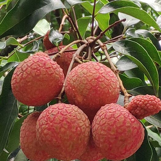 白糖罂荔枝 广东高州根子白糖罂
