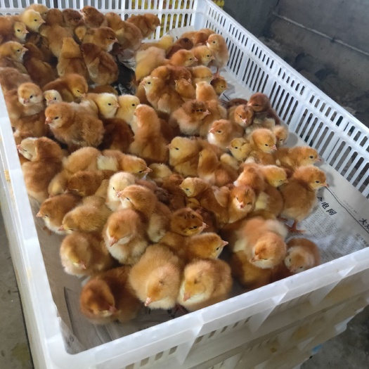 嘉祥县 红玉鸡苗，土鸡苗，绿壳蛋鸡苗孵化