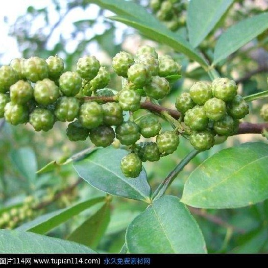 关岭县青花椒  代收鲜花椒