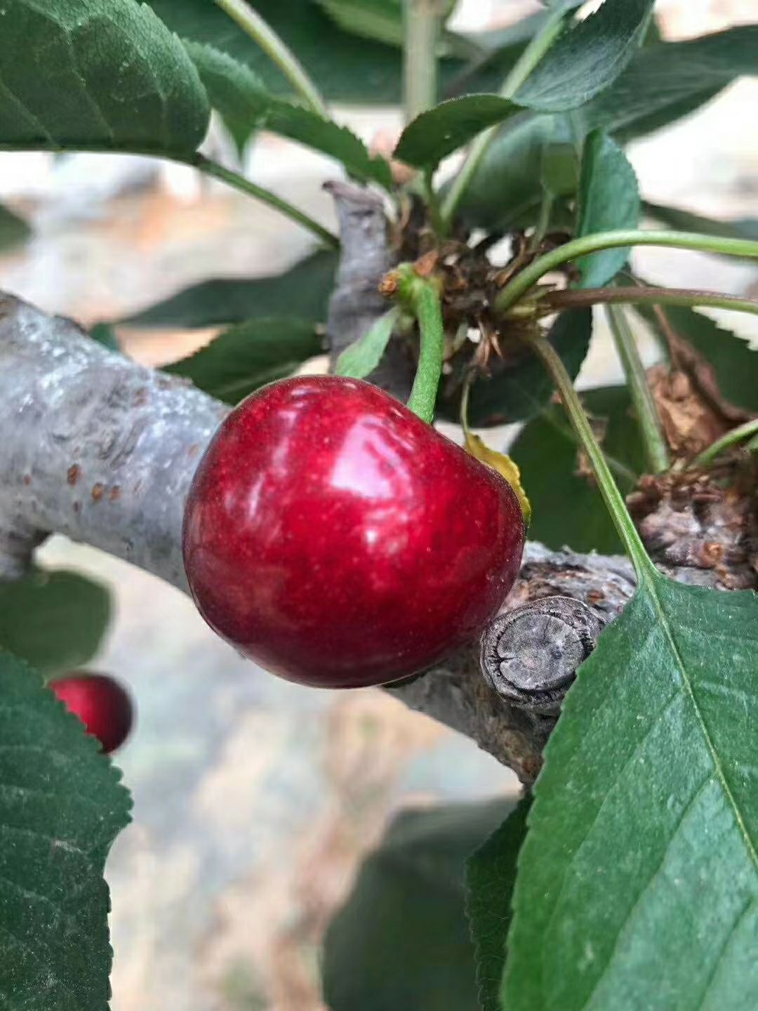  煙臺(tái)福山大櫻桃，口感好，色澤鮮艷，自家種植