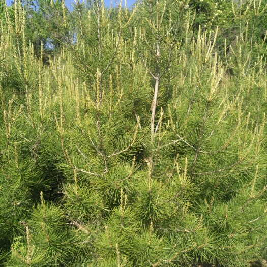 铜川 大田白皮松