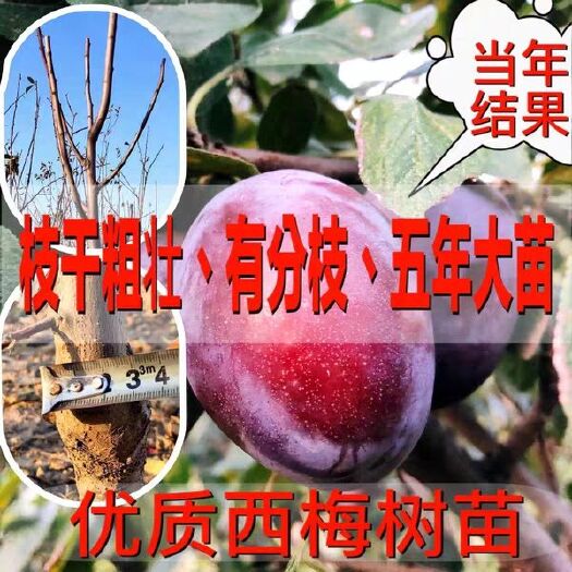 平邑县 法兰西蓝蜜女神李子树苗南北方种植 当年结果