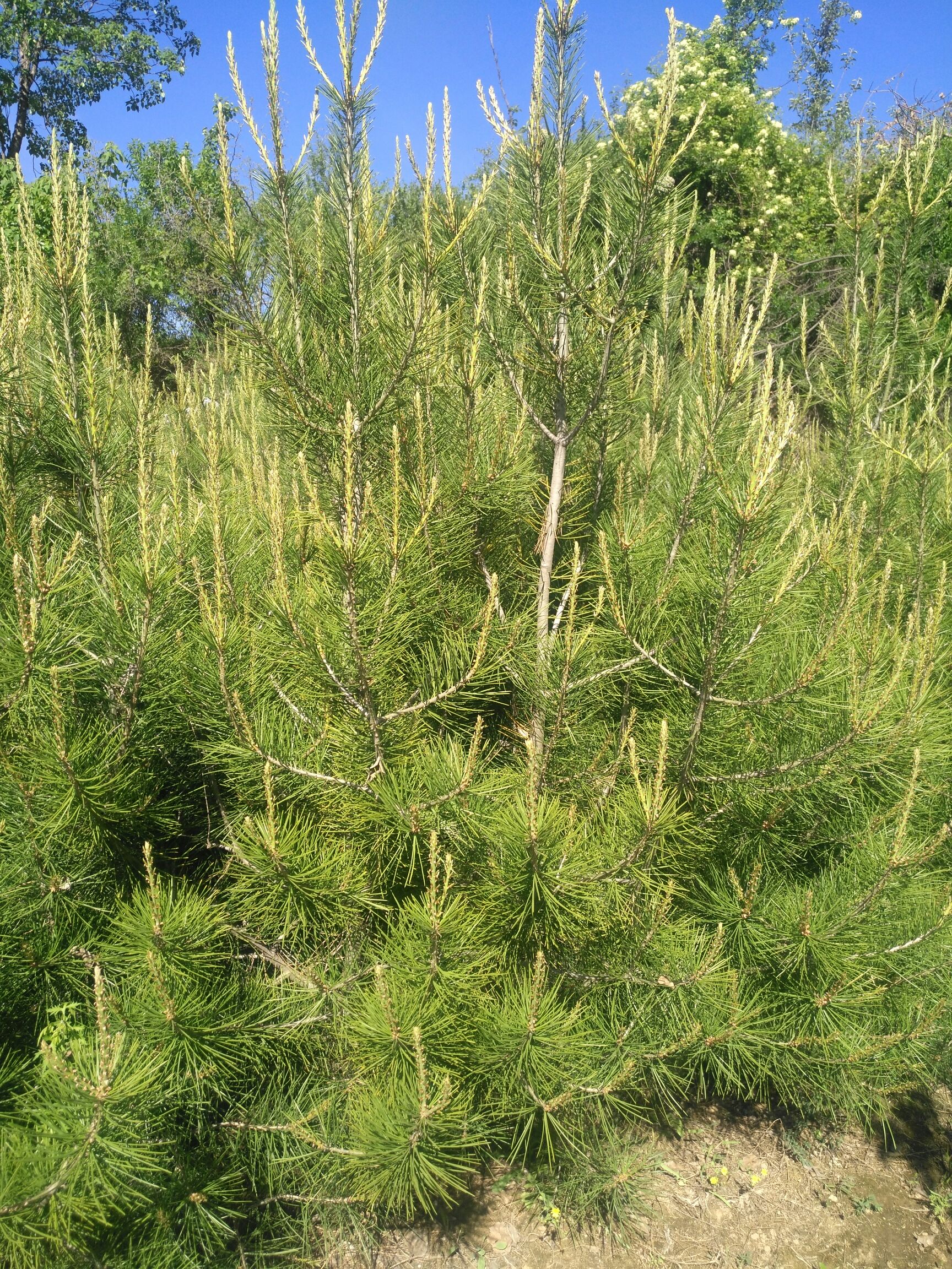  自家种植的白皮松大量上市，货源充足。