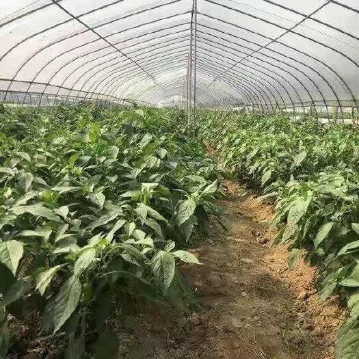 沅江市土壤改良肥 复合生物酶土壤改良剂
