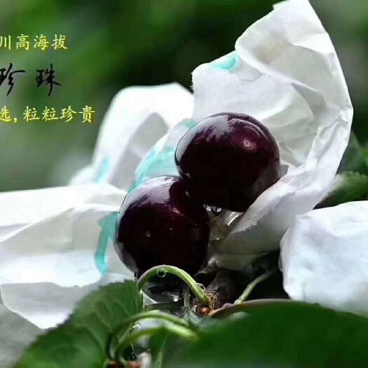 汉源县 汉源大樱桃，黑珍珠，红灯，套袋黑珍珠