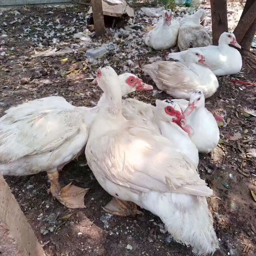  散养旱鸭，欢迎批发，每只4～10斤