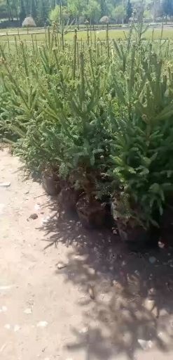 岷县甘肃云杉  云杉杯苗大量出售各种规格都有