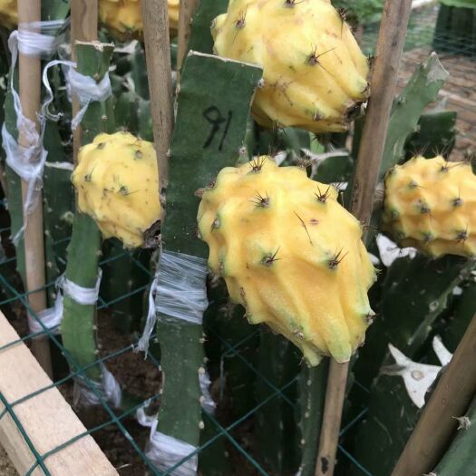 灵山县燕窝火龙果苗  黄皮燕窝火龙果  嫁接苗 种不活包退 质量保证 包邮