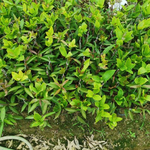 普宁市 水葡萄绿化小苗5元起