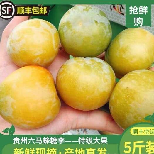 镇宁县预售，六马蜂糖李，产地直供，一件代发，线上交易保障。