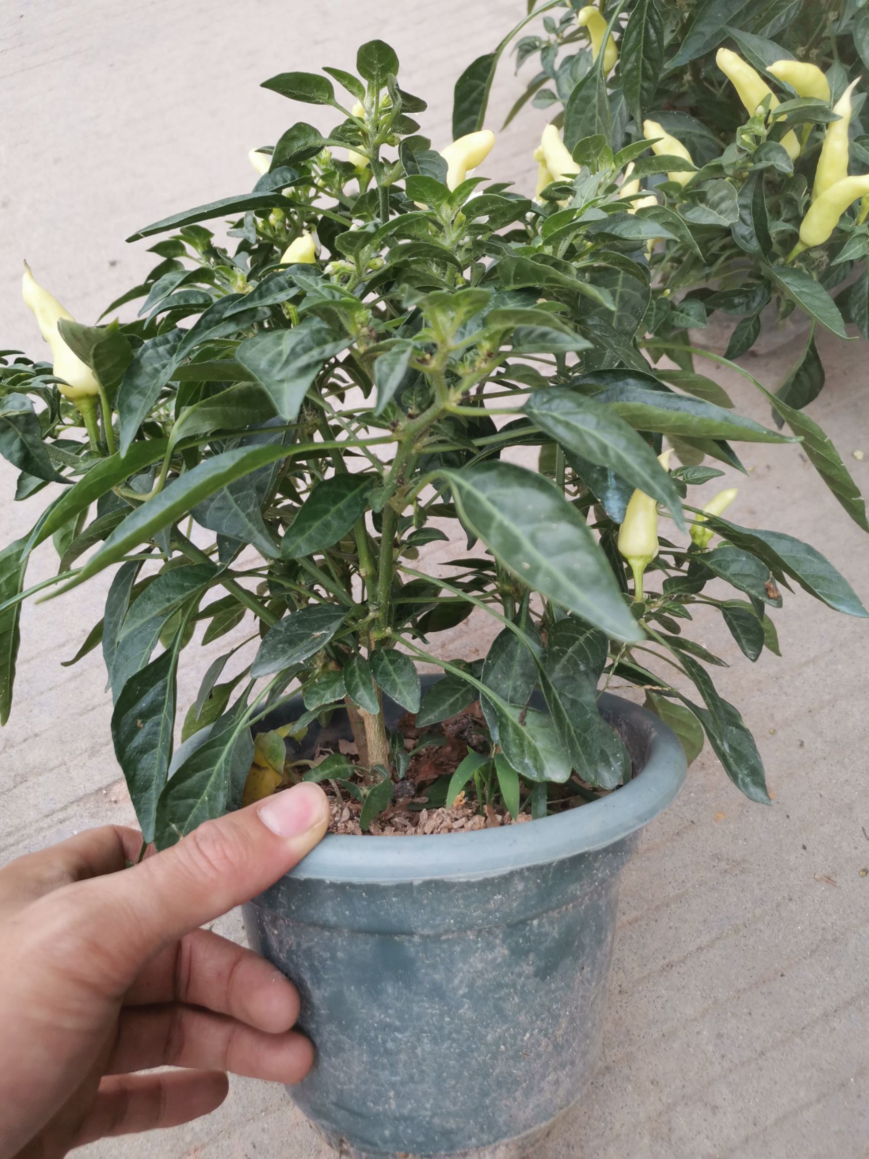  辣椒苗苹果椒尖椒朝天椒苗可带果
