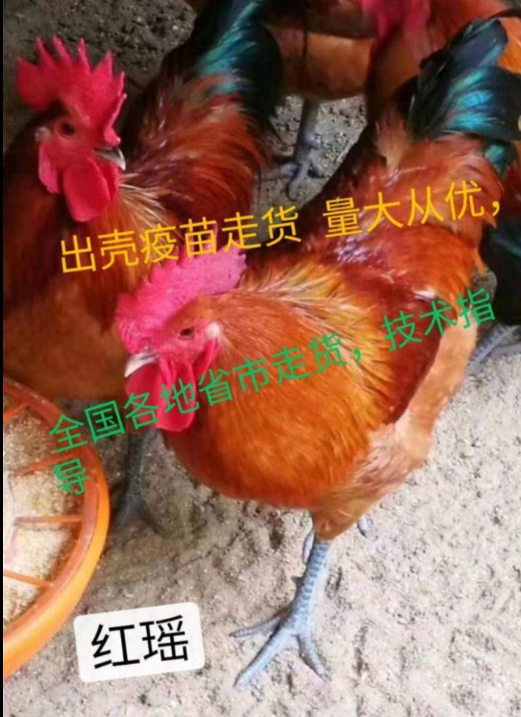  瑶鸡苗 红瑶鸡苗出壳疫苗包活到家，母苗3斤半，公苗4-5斤