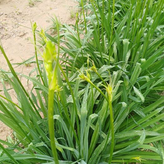 济南 优质鲜黄花菜