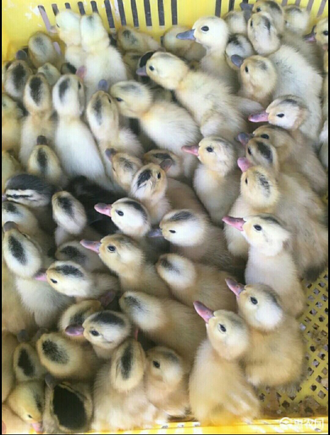  多蛋鸭苗 高产蛋鸭苗 优质蛋鸭苗 质量保证  包疫苗 包运