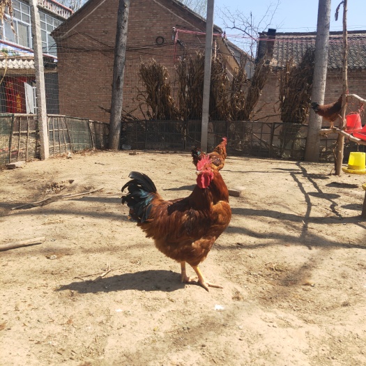 梁山县 长年批发红玉鸡苗，土鸡苗价格优惠质量保证。2