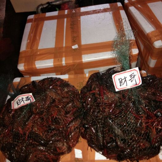 广州 潜江直发小龙虾，质优价廉，合作共赢
