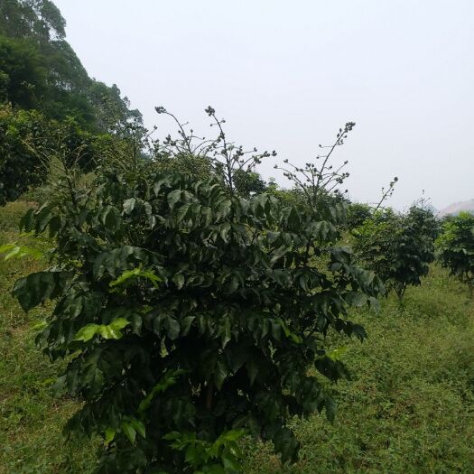 来宾 黑黄皮果预售