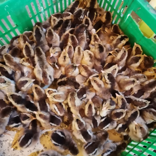 南宁清远麻鸡苗 青远麻