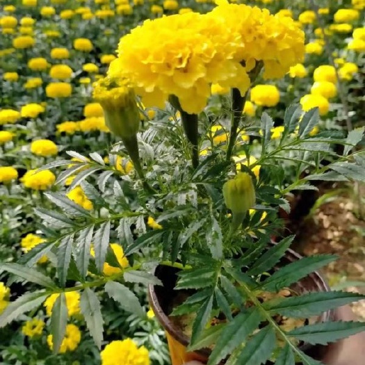 青州市万寿菊苗 山东省青州市咨豪花卉，常年供应各种草花苗木