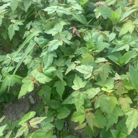 新昌县 三角枫芽苗农户直销