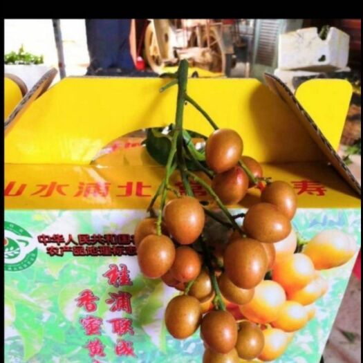 浦北县香蜜黄皮果（地理标志产品）