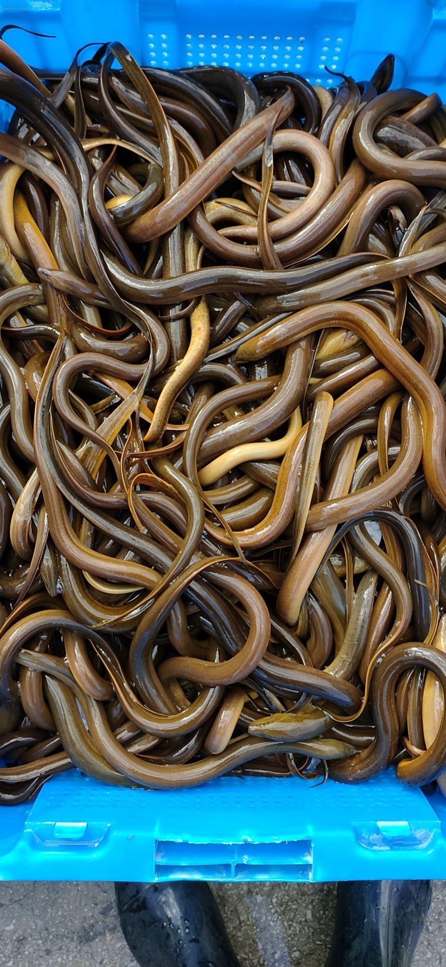 缅甸黄鳝